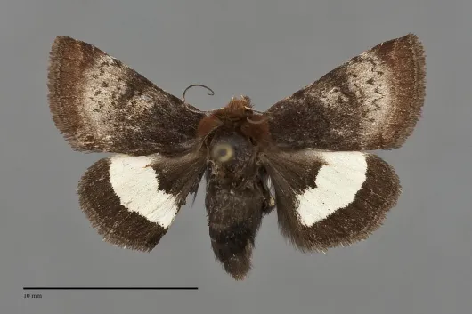 Heliothis borealis