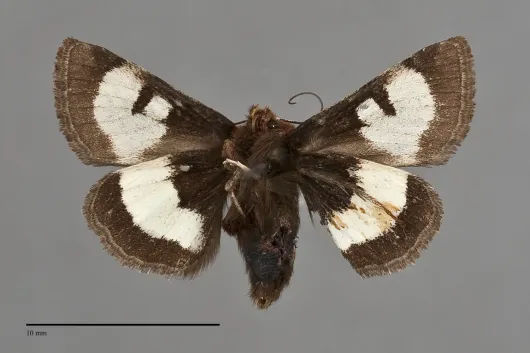 Heliothis borealis