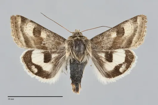 Heliothis ononis