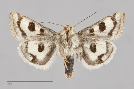 Heliothis ononis
