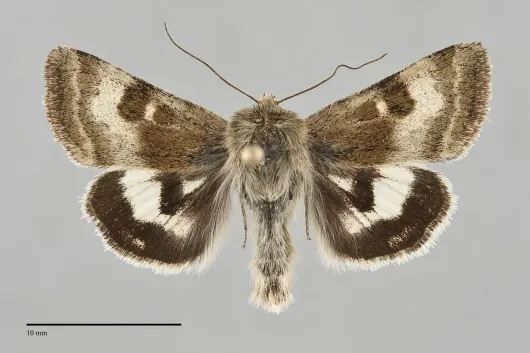 Heliothis oregonica