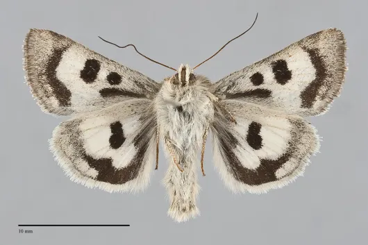 Heliothis oregonica