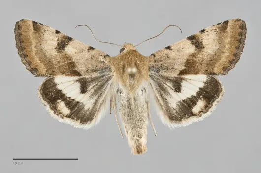 Heliothis phloxiphaga