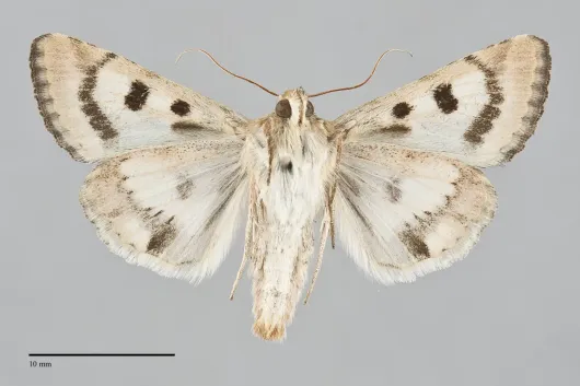 Heliothis phloxiphaga