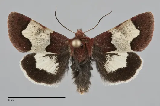 Heliothis proruptus