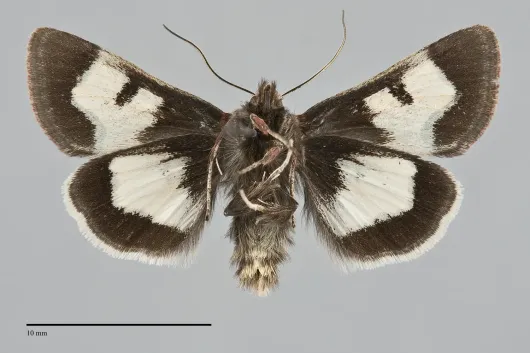 Heliothis proruptus