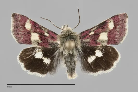 Heliothodes diminutivus