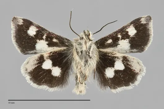 Heliothodes diminutivus