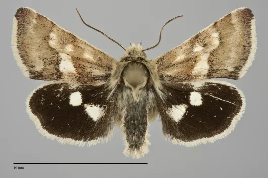 Heliothodes diminutivus