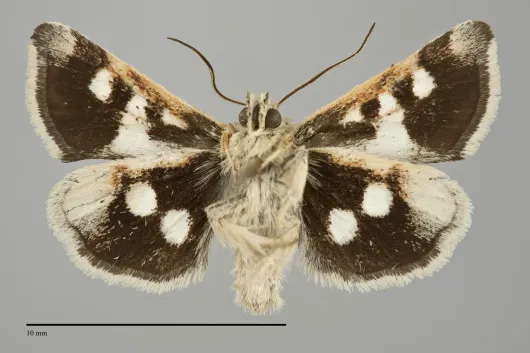 Heliothodes diminutivus