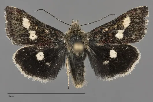 Heliothodes diminutivus