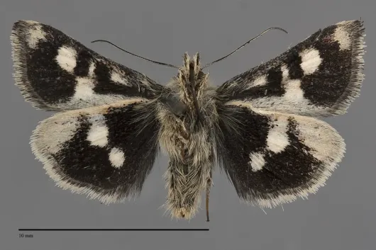 Heliothodes diminutivus