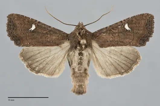 Helotropha reniformis