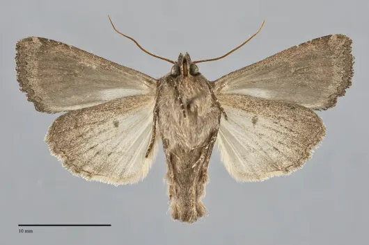 Helotropha reniformis