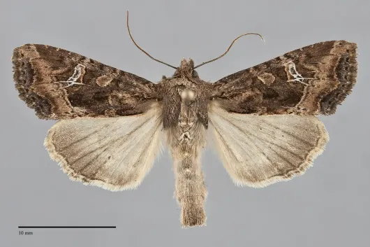 Helotropha reniformis