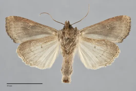 Helotropha reniformis