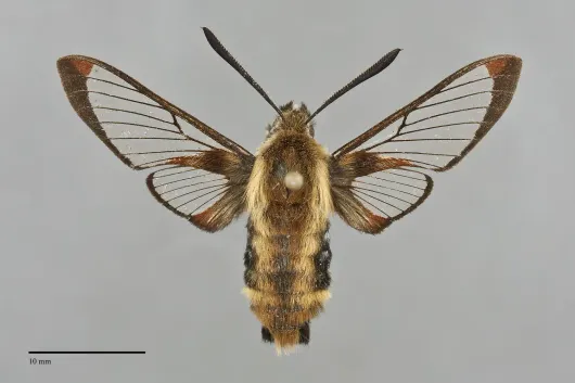 Hemaris diffinis