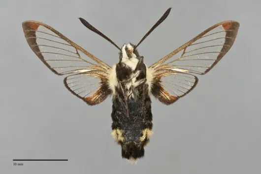 Hemaris diffinis