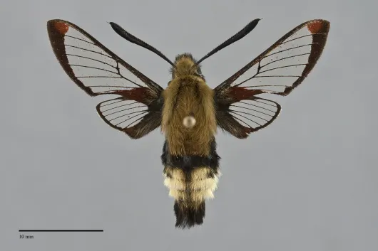 Hemaris thetis