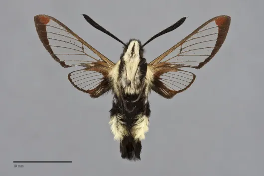 Hemaris thetis