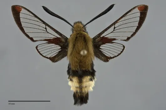 Hemaris thetis