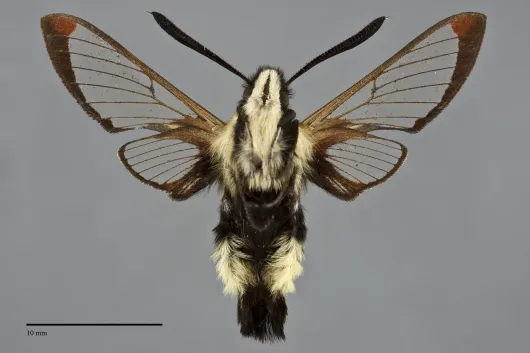 Hemaris thetis
