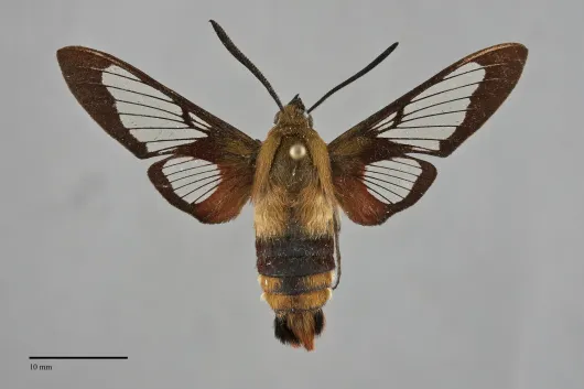 Hemaris thysbe
