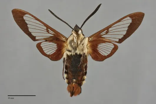 Hemaris thysbe