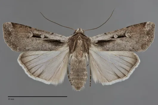Hemieuxoa rudens