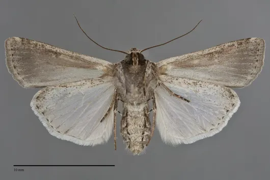 Hemieuxoa rudens