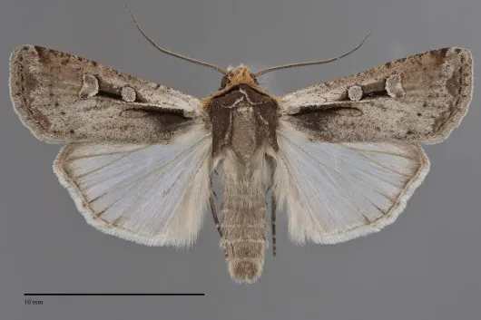 Hemieuxoa rudens