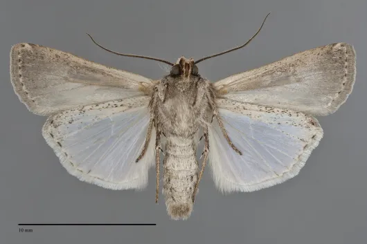 Hemieuxoa rudens