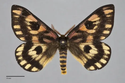 Hemileuca eglanterina