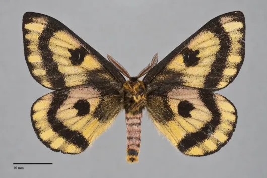 Hemileuca eglanterina