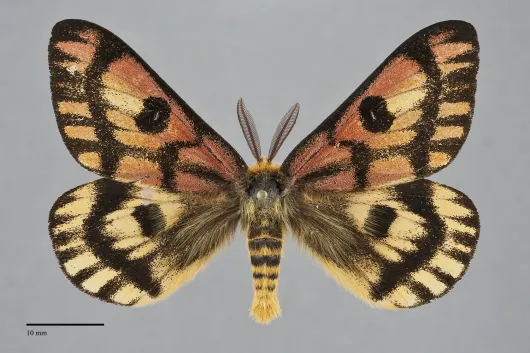 Hemileuca eglanterina