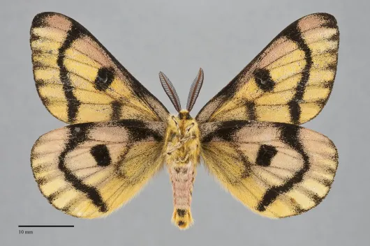 Hemileuca eglanterina