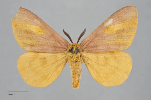 Hemileuca eglanterina