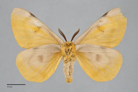 Hemileuca eglanterina