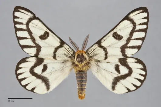 Hemileuca hera