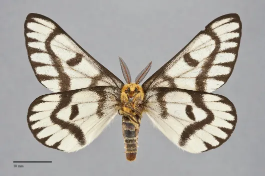 Hemileuca hera