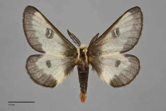 Hemileuca nevadensis