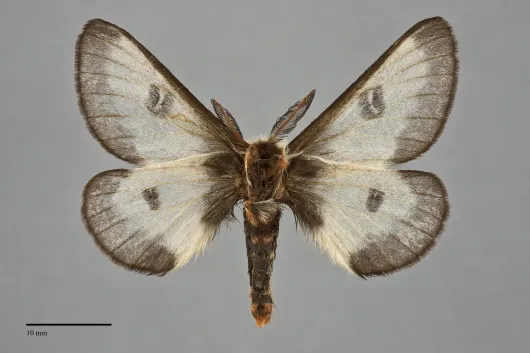Hemileuca nevadensis
