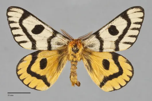 Hemileuca nuttalli