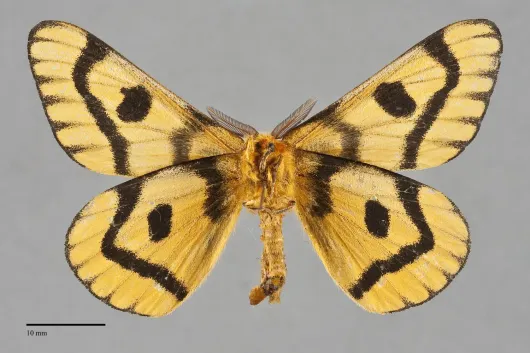 Hemileuca nuttalli
