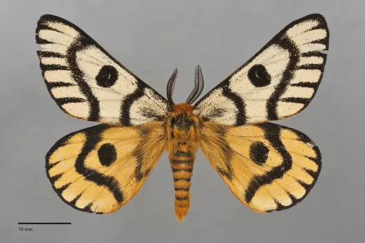 Hemileuca nuttalli