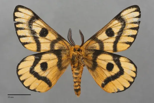 Hemileuca nuttalli