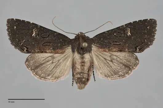 Hillia maida