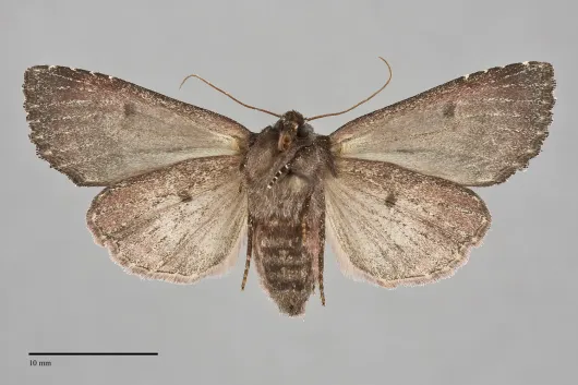 Hillia maida