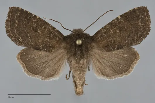 Homoglaea californica