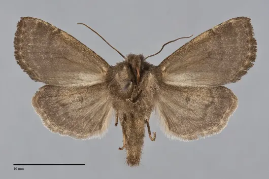 Homoglaea californica